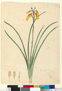 Page 59. Blandfordia nobilis